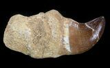 Rooted Mosasaur (Halisaurus) Tooth #43181-1